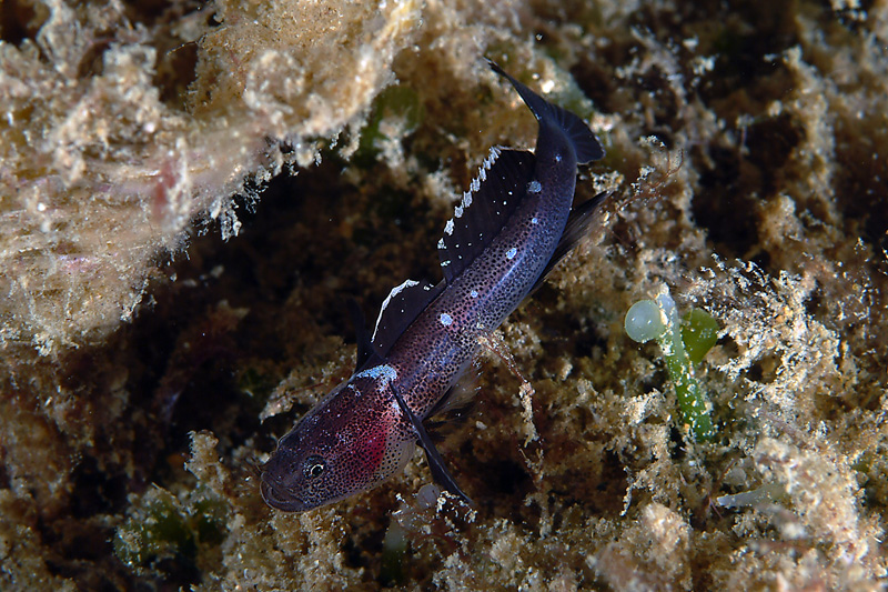 Didogobius schlieweni